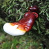 Antler Reishi Mushrooms (Fresh)