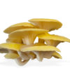 Golden Oyster Mushrooms (Dried)