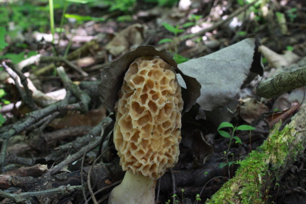 Yellow Morel Mushrooms (Fresh)